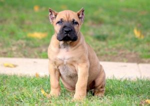 Presa Canario Puppies for Sale