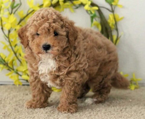Presley Poodle Mix