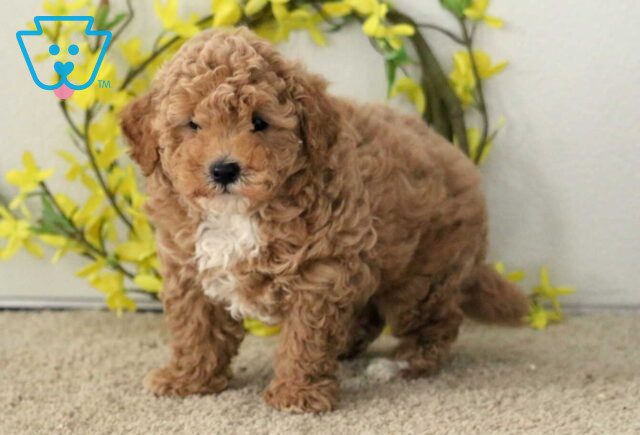 Presley Poodle Mix image