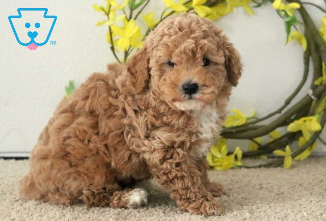 Presley Poodle Mix2 image