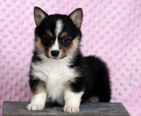 Pretty Corgi