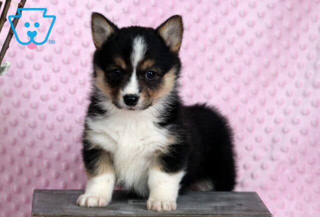 Pretty Corgi image