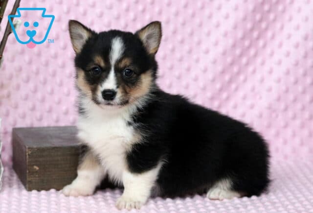 Pretty Corgi2 image