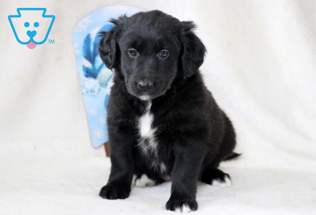 Pretty Golden Mix image