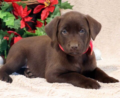 Pretty Lab2