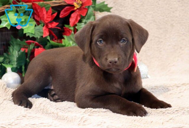 Pretty Lab2 image