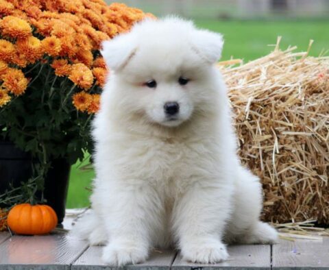 Pretty Samoyed