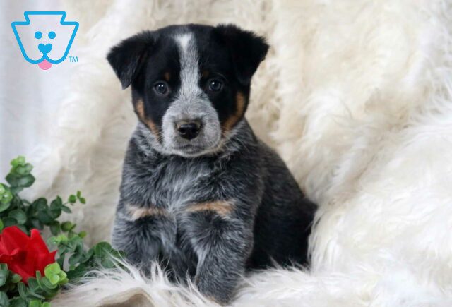 Prince Blue Heeler