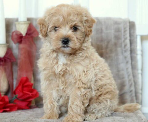 Prince Maltipoo
