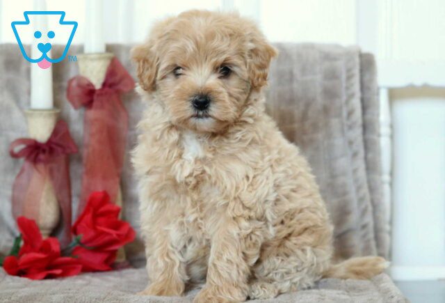 Prince Maltipoo image