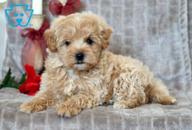 Prince Maltipoo2 image