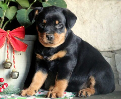 Prince Mini Rottie