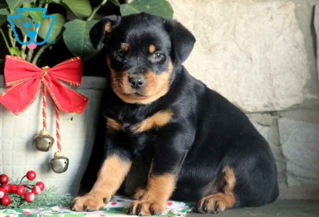 Prince Mini Rottie image