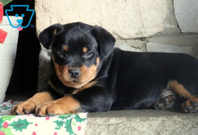 Prince Mini Rottie2 image