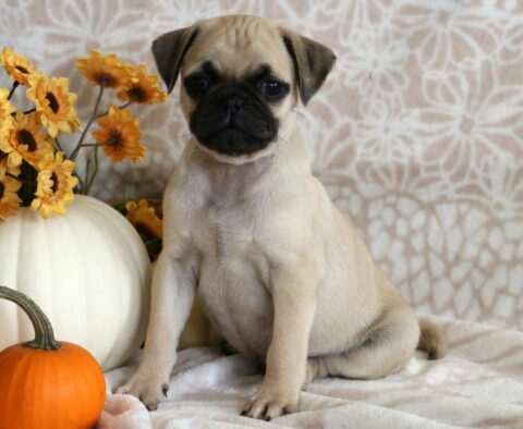 Prince Pug