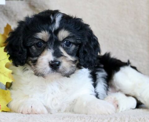 Princess Cavachon