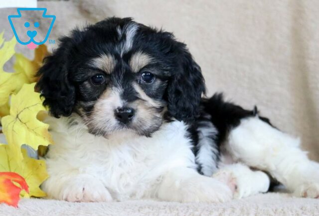 Princess Cavachon image