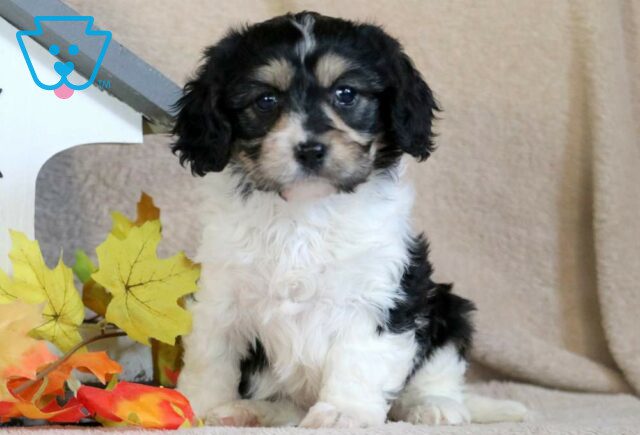 Princess Cavachon2 image