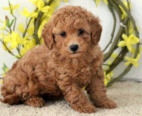 Princess Poodle Mix