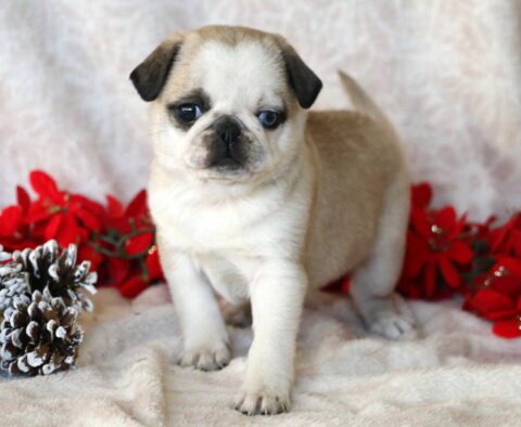 Princess Pug