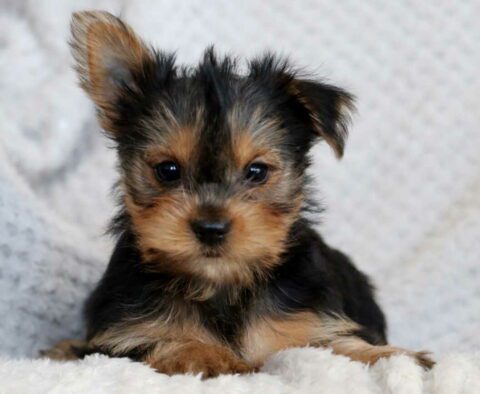 Princess Yorkie