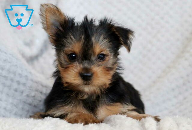 Princess Yorkie image