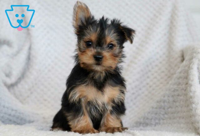 Princess Yorkie2 image