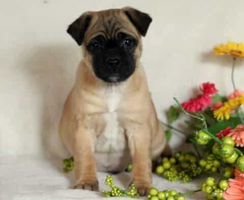 Pudge Jug