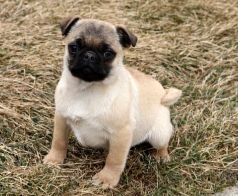 Pudge Pug