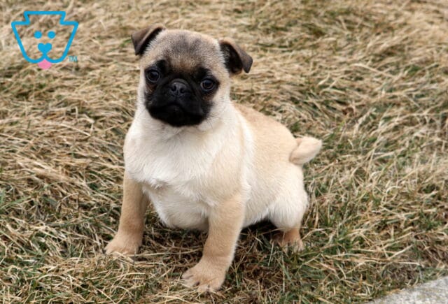 Pudge Pug image