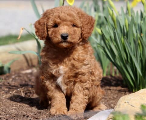 Puff Mini Goldendoodle