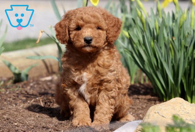 Puff Mini Goldendoodle image