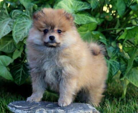 Puff Pom