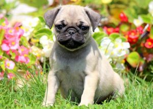pug puppies for sale