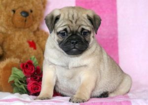 pug mix puppies for sale
