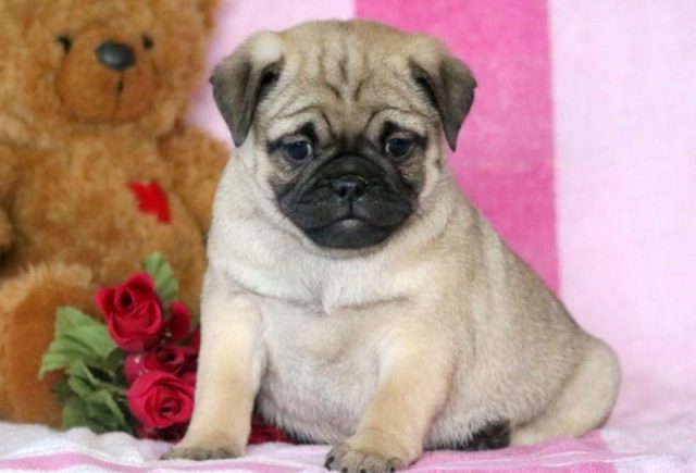 pug mix puppies for sale