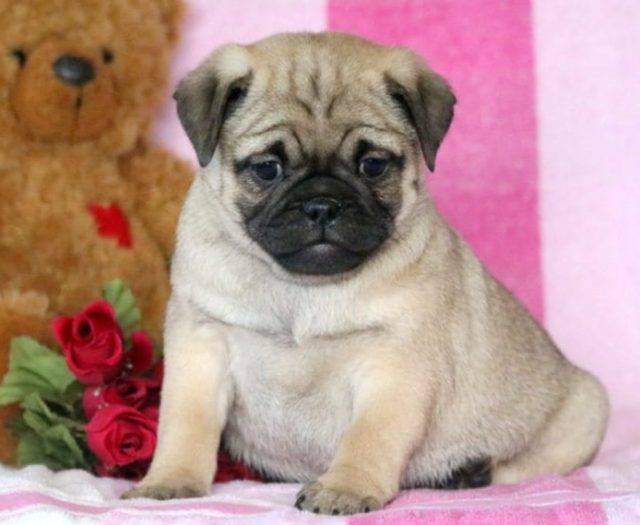 pug mix puppies for sale