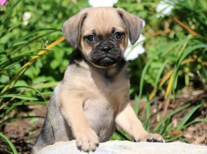 puggle puppies for sale