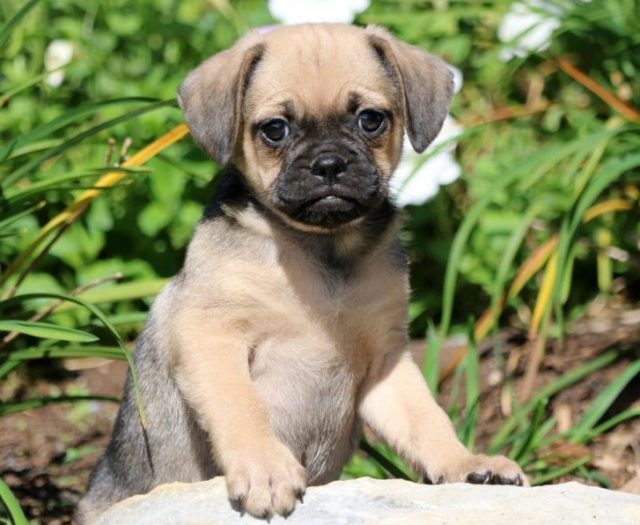 puggle puppies for sale