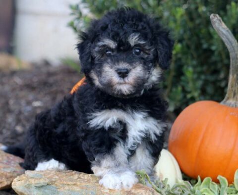 Pumpkin Havachon
