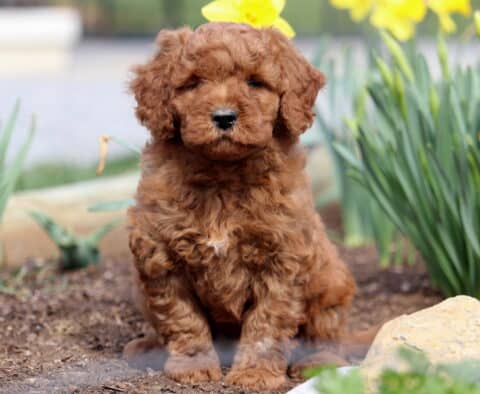 Pumpkin Mini Goldendoodle