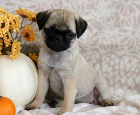 Pumpkin Pug2