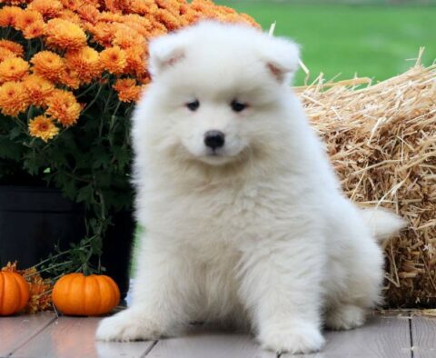Pumpkin Samoyed