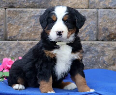 Pupcake Bernese