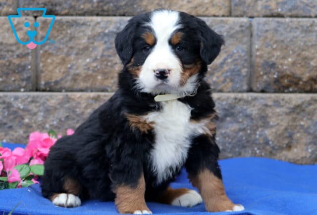 Pupcake Bernese image
