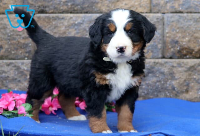 Pupcake Bernese2 image