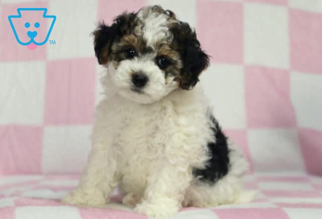 Pupcake Havapoo image