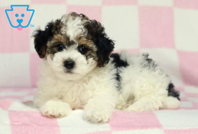 Pupcake Havapoo2 image