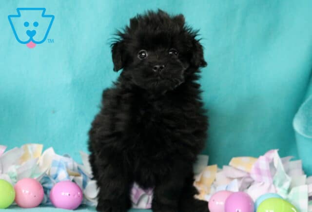 Pupcake Pomapoo image