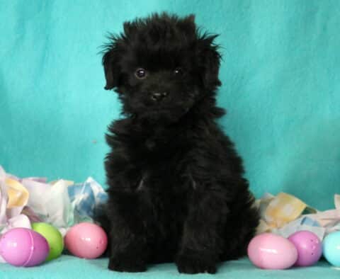 Pupcake Pomapoo2